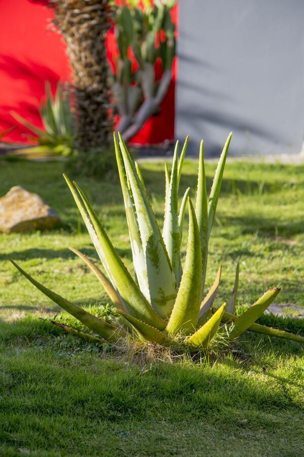 Fleurs de canne piscines privées Le Moule Esterno foto